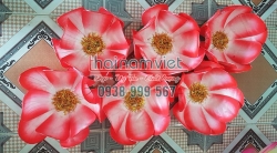 Hoa Múa Cầm Tay 026